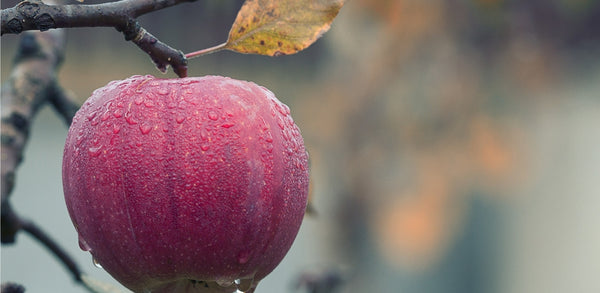 Fruit in Focus  Red Delicious - Fruit Salad Trees