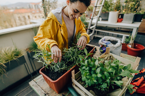 How to Grow Fruit Salad Trees in Small Spaces