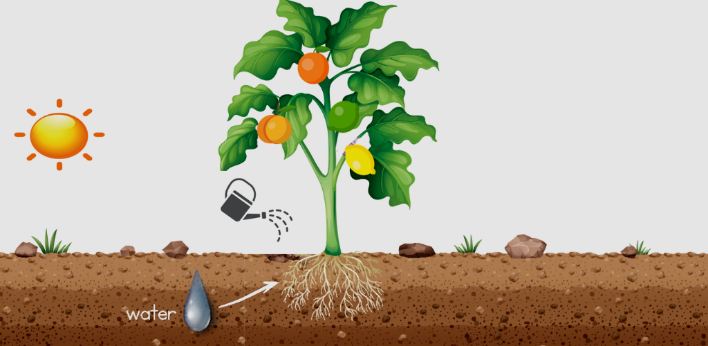 Watering your Fruit Salad Tree in the heat - Fruit Salad Trees