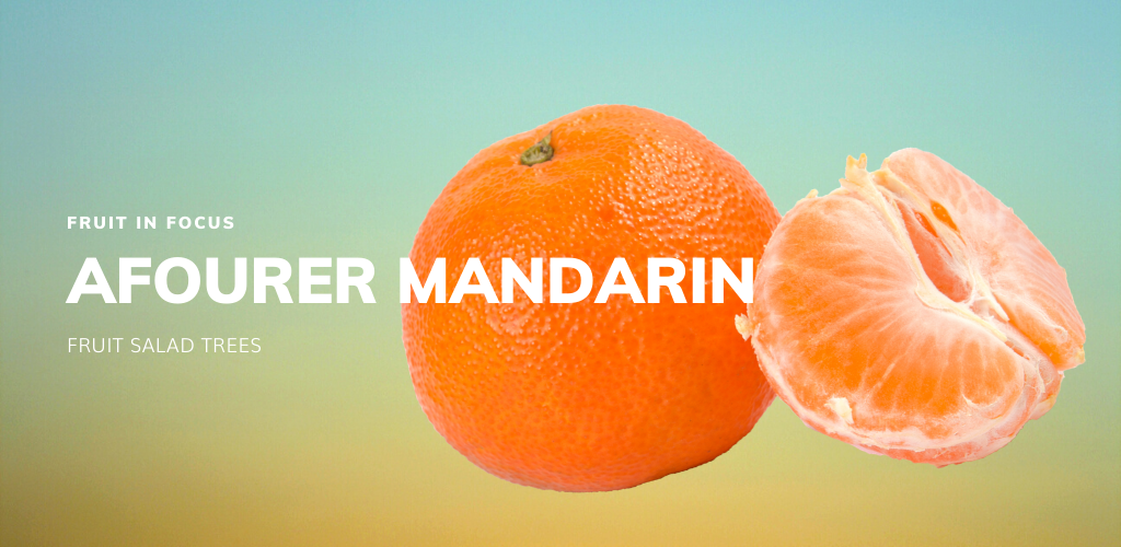 Fruit in Focus | Afourer Mandarin - Fruit Salad Trees