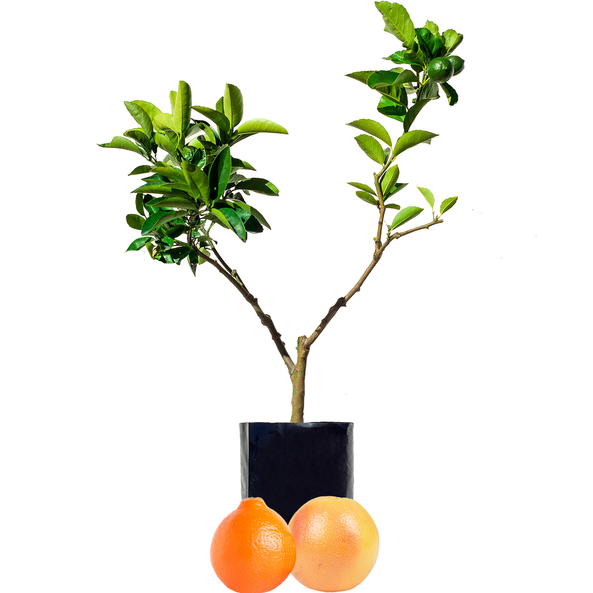 Orange + Tangelo - Fruit Salad Trees