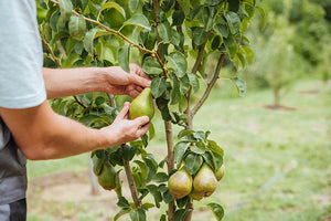 NEW - Pear + Pear + Pear