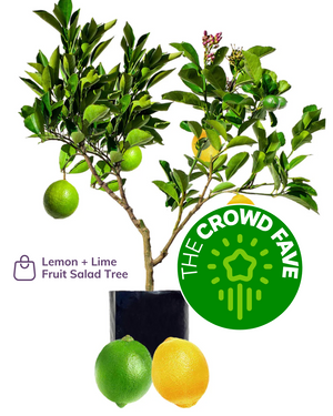 Lime + Lemon - Our Best Selling Fruit Salad Tree of all time!