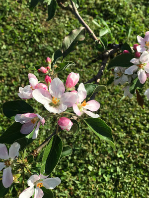 Mature Apple Tree #21 : Green Apple +  Red Apple + Red Apple + Yellow Apple (All Climate)