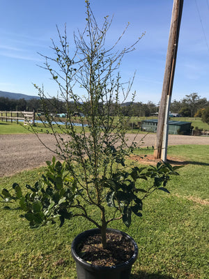 Mature Citrus Tree #20: Finger Lime + Tahitian Lime + Kaffir Lime