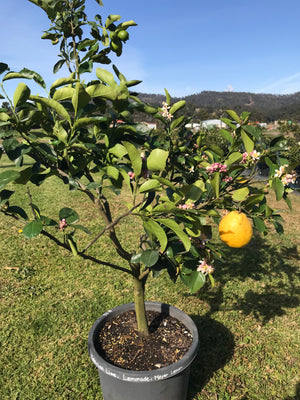 Mature Citrus Tree #22: Lime + Lemonade + Lemon