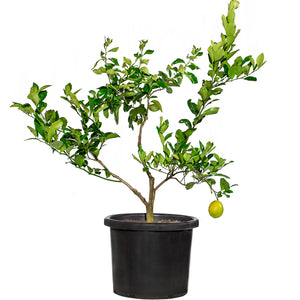 Mature Citrus Tree #22: Lime + Lemonade + Lemon