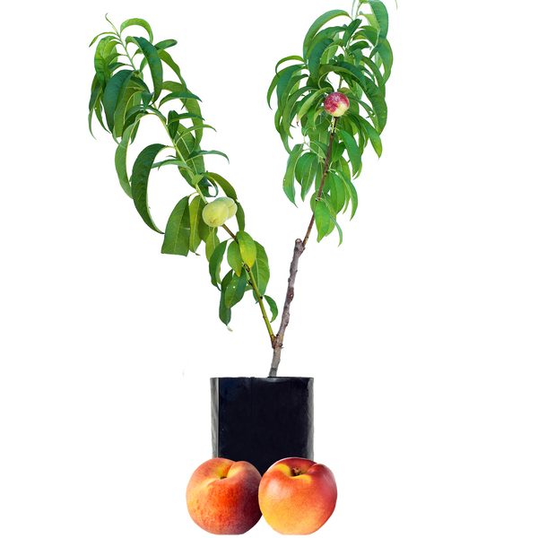 Stone Fruit Salad Trees | Australia wide delivery | Peach, Plum ...