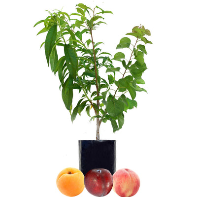 Stone Fruit Salad Trees | Australia wide delivery | Peach, Plum ...