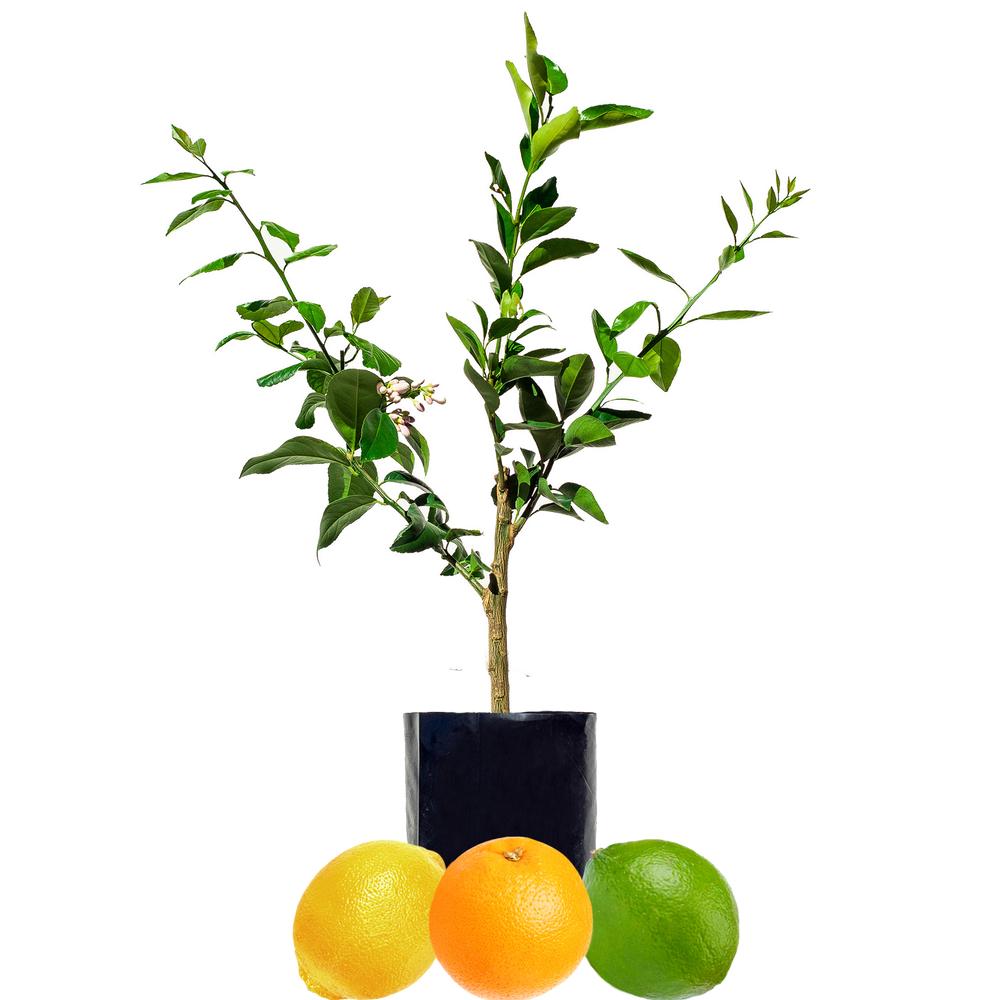 lemon-orange-lime-fruit-salad-trees