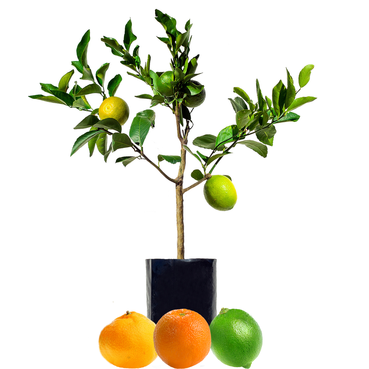 Lemon + Orange + Lime - Fruit Salad Trees