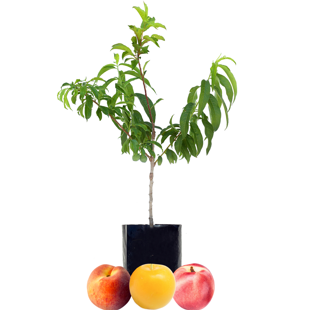 Peach + Plum + Nectarine - Fruit Salad Trees